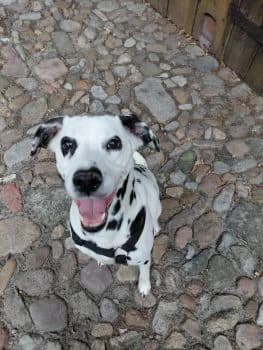 Kira, senior mixed breed for adoption at SOS-Dalmatinerrettung e.V., Neustad
