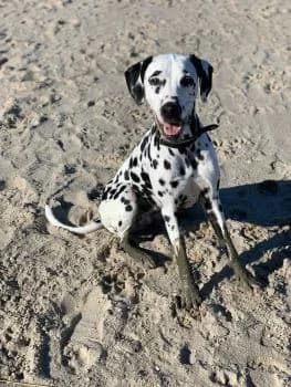 Luna die 7. ist auf eine Pflegestelle mit Option Übernahme gezogen, 5yo mixed breed for adoption at SOS-Dalmatinerrettung e.V., Neustad