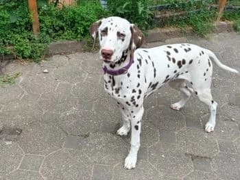 Molly ist auf eine Pflegestelle mit Option Übernahme gezogen, young mixed breed for adoption at SOS-Dalmatinerrettung e.V., Neustad