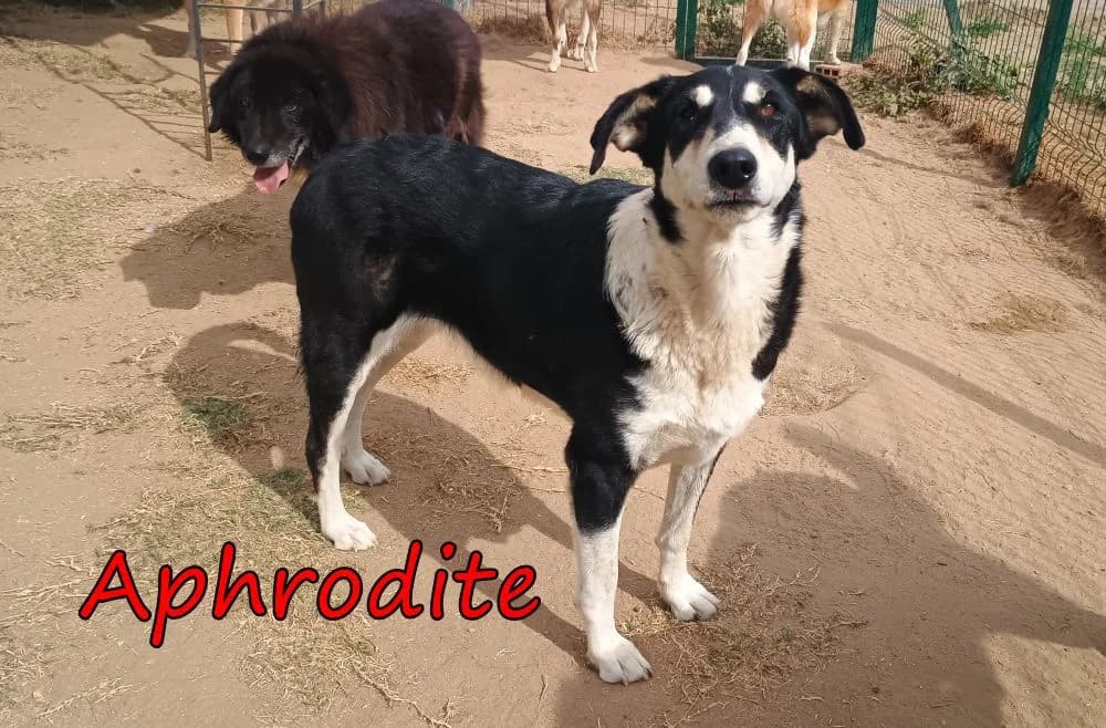Aphrodite, female 6yo Mixed Breed for adoption at SOS-Dogs e.V.