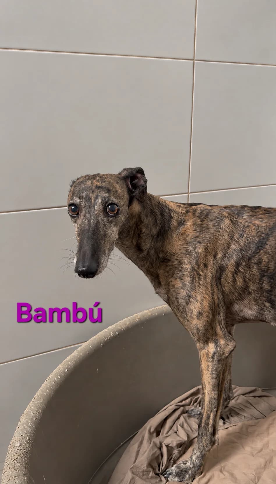 Bambú, female Galgo Español for adoption at SOS-Dogs e.V.