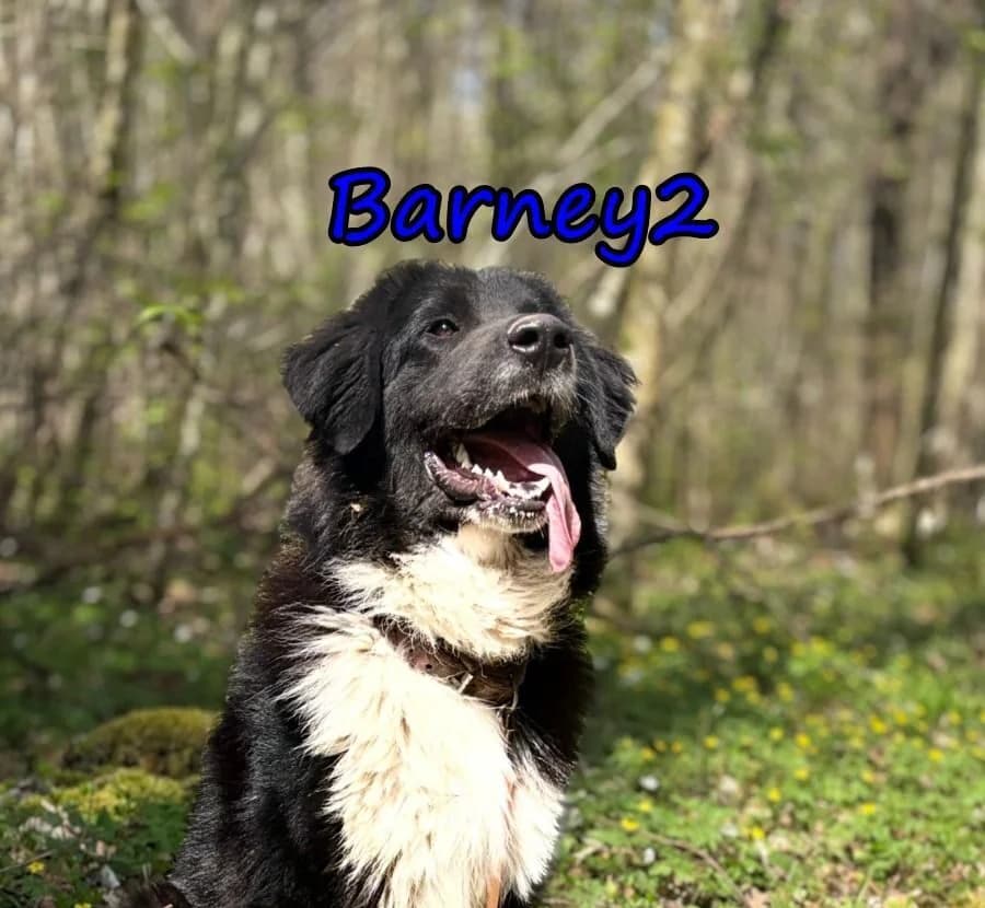Barney2 (Vermittlungshilfe), male young mixed breed for adoption at SOS-Dogs e.V.