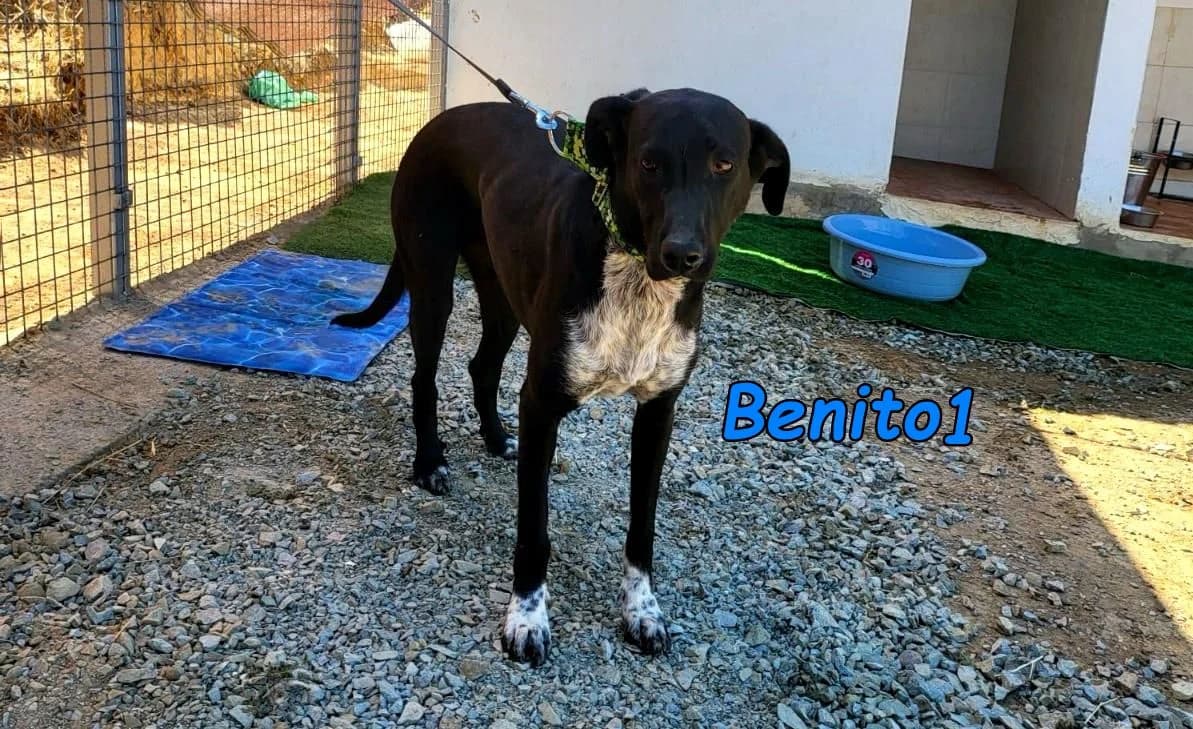 Benito1, male Mixed Breed for adoption at SOS-Dogs e.V.