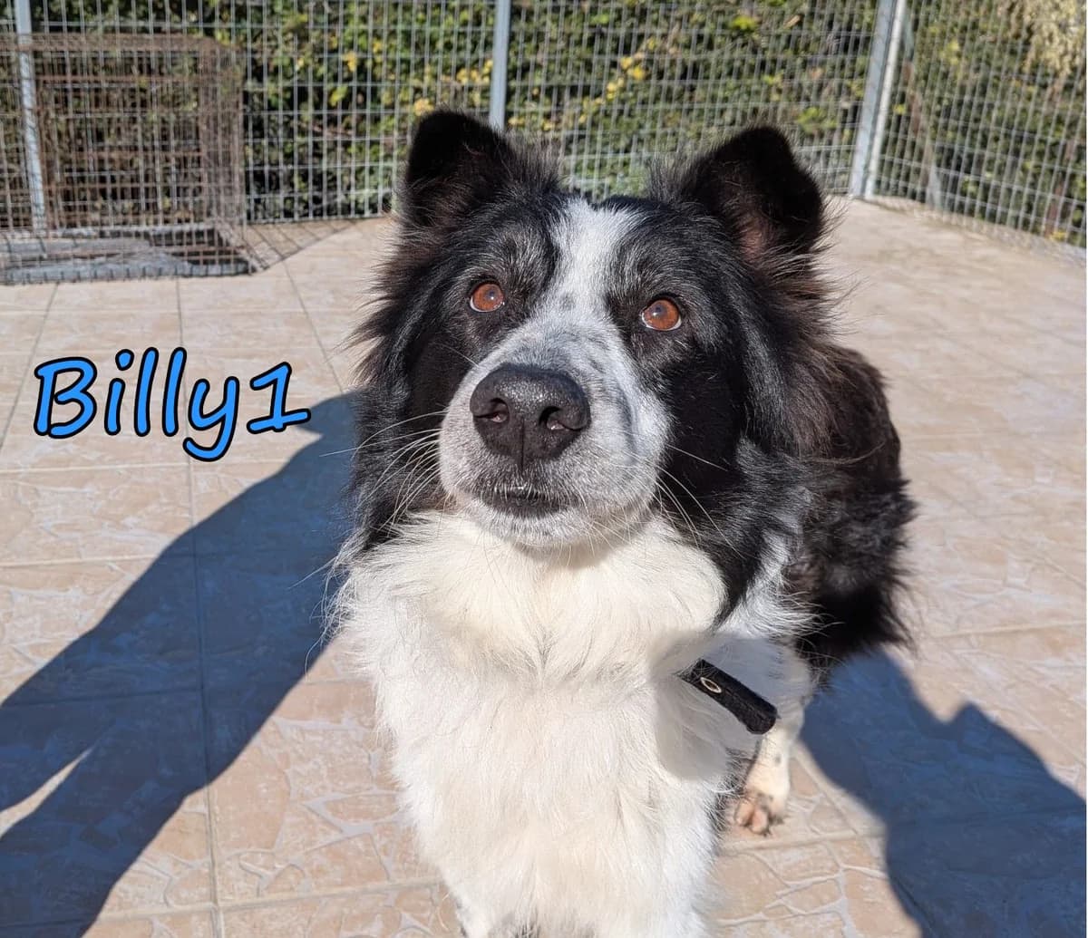 Billy1, male Border Collie for adoption at SOS-Dogs e.V.