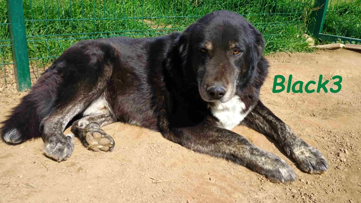 Black3, male Mixed Breed for adoption at SOS-Dogs e.V.