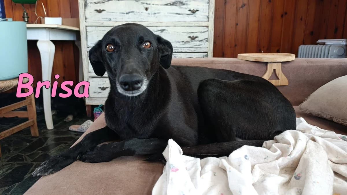 Brisa, female Galgo Español for adoption at SOS-Dogs e.V.