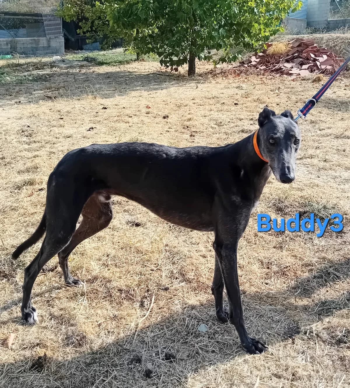 Buddy3, male Greyhound for adoption at SOS-Dogs e.V.