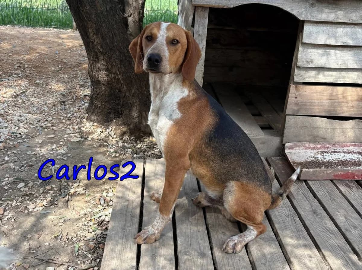 Carlos2, male Mixed Breed for adoption at SOS-Dogs e.V.