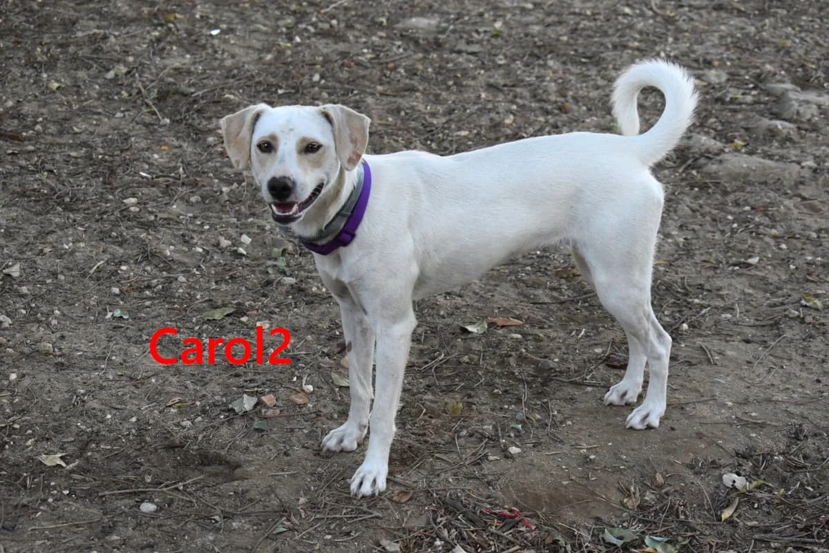 Carol2, female young Mixed Breed for adoption at SOS-Dogs e.V.
