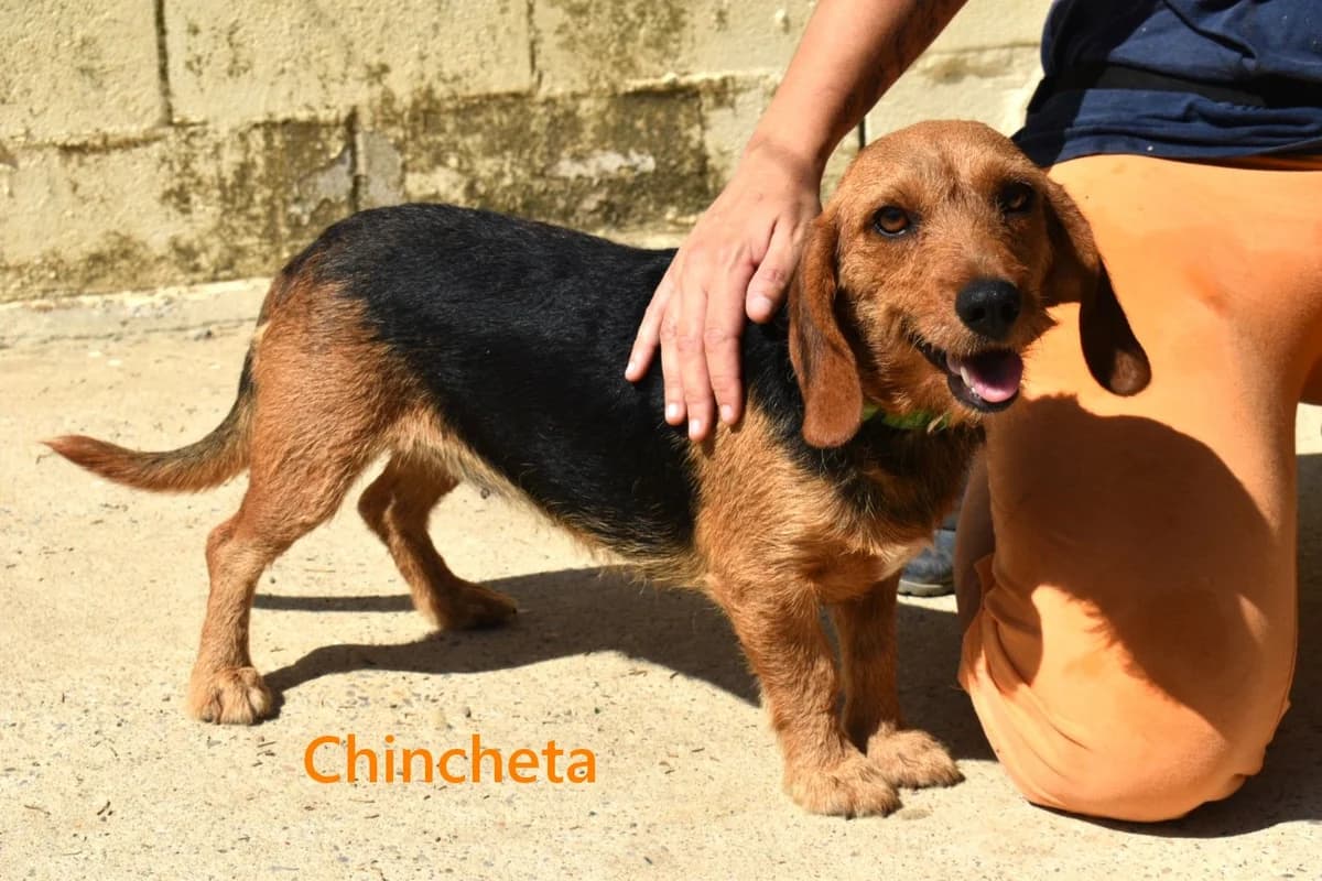 Chincheta, female 3yo Mixed Breed for adoption at SOS-Dogs e.V.
