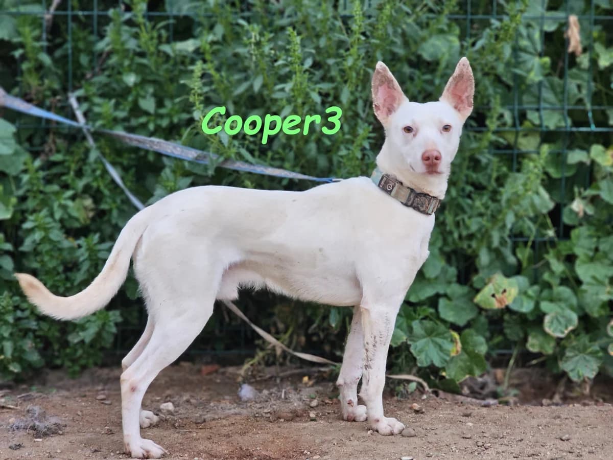 Cooper3 sucht eine Familie und bitte mit Kinder, male Podenco for adoption at SOS-Dogs e.V.