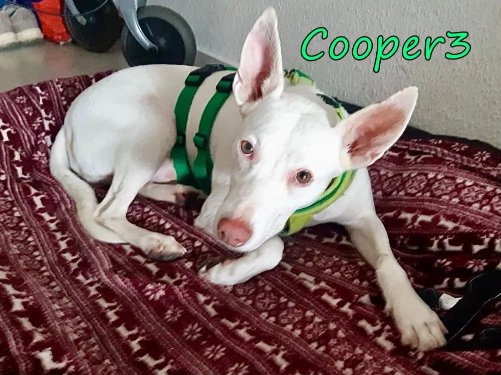 Cooper3 sucht eine Familie und bitte mit Kinder, male Podenco for adoption at SOS-Dogs e.V.