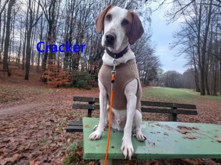 Notfall Cracker, male 5yo Mixed Breed for adoption at SOS-Dogs e.V.