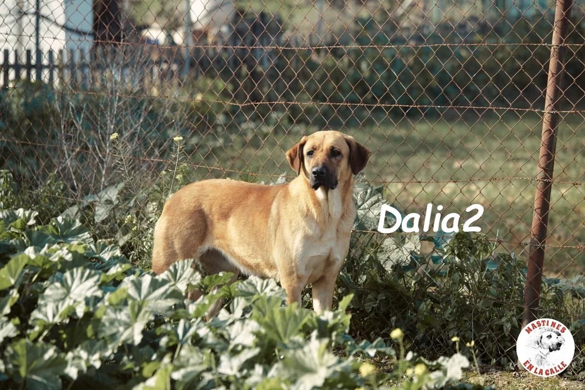 Dalia2, female Mixed Breed for adoption at SOS-Dogs e.V.