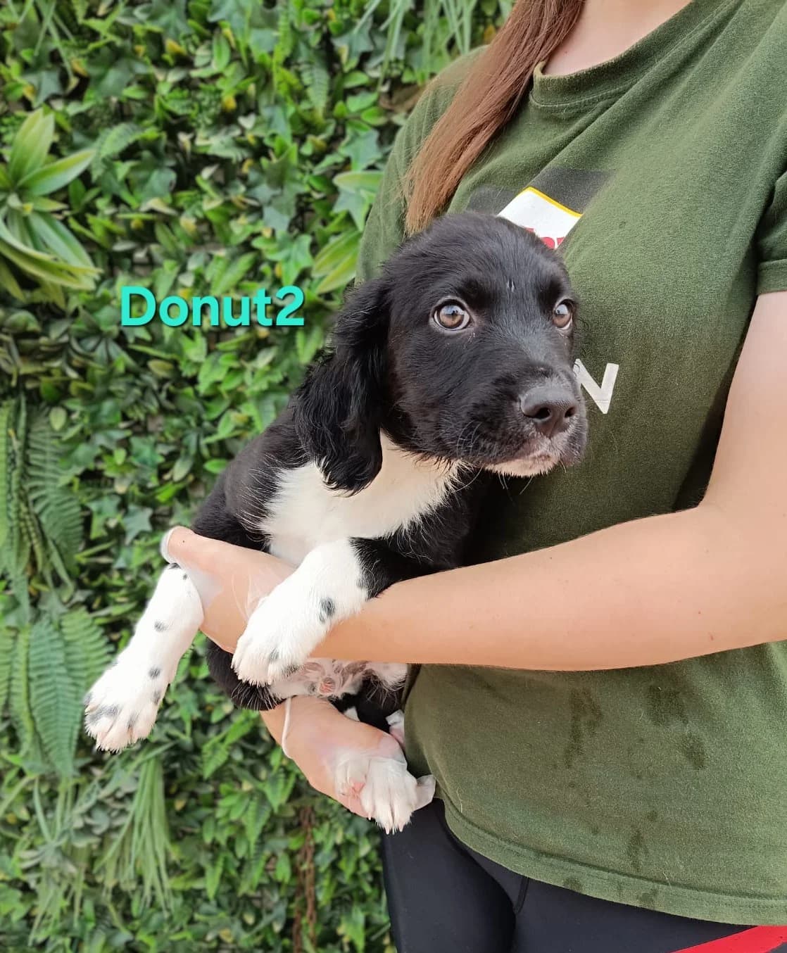 Donut2, male Pointer for adoption at SOS-Dogs e.V.