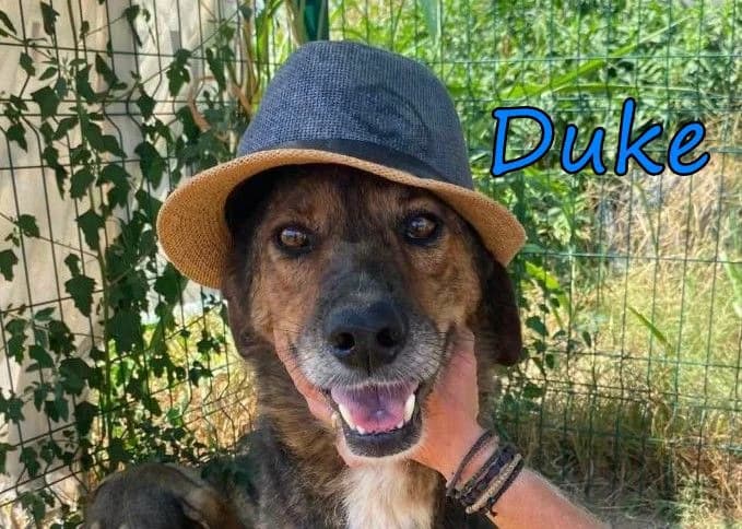 Duke, male Mixed Breed for adoption at SOS-Dogs e.V.