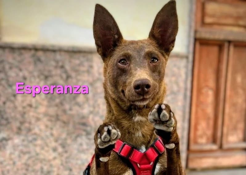 Esperanza, female Podenco for adoption at SOS-Dogs e.V.