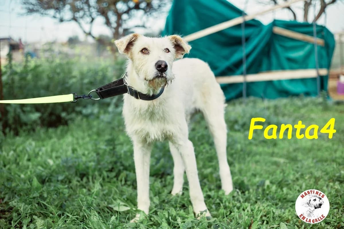 Fanta4, male Podenco for adoption at SOS-Dogs e.V.