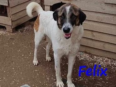 Felix, male 4yo Mixed Breed for adoption at SOS-Dogs e.V.