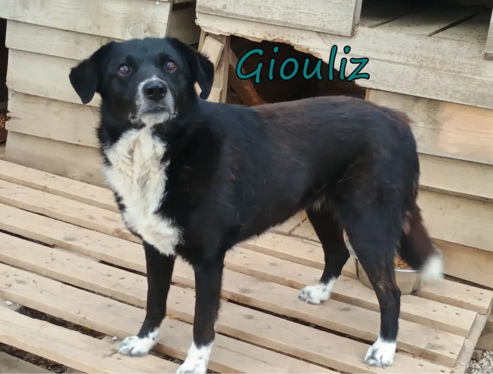 Giouliz, female 6yo Mixed Breed for adoption at SOS-Dogs e.V.