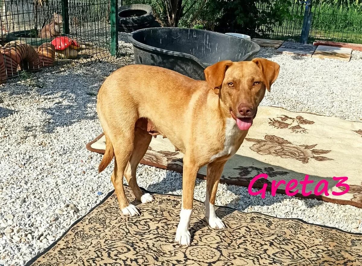 Greta3, female 7yo Mixed Breed for adoption at SOS-Dogs e.V.