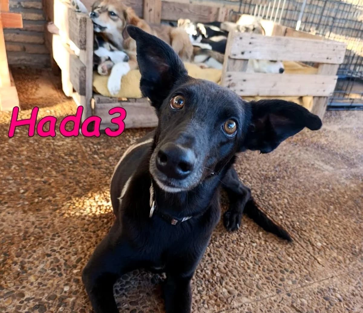 Hada3, female Galgo Español for adoption at SOS-Dogs e.V.