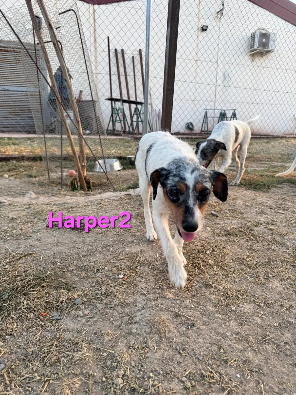 Harper2, female Podenco for adoption at SOS-Dogs e.V.