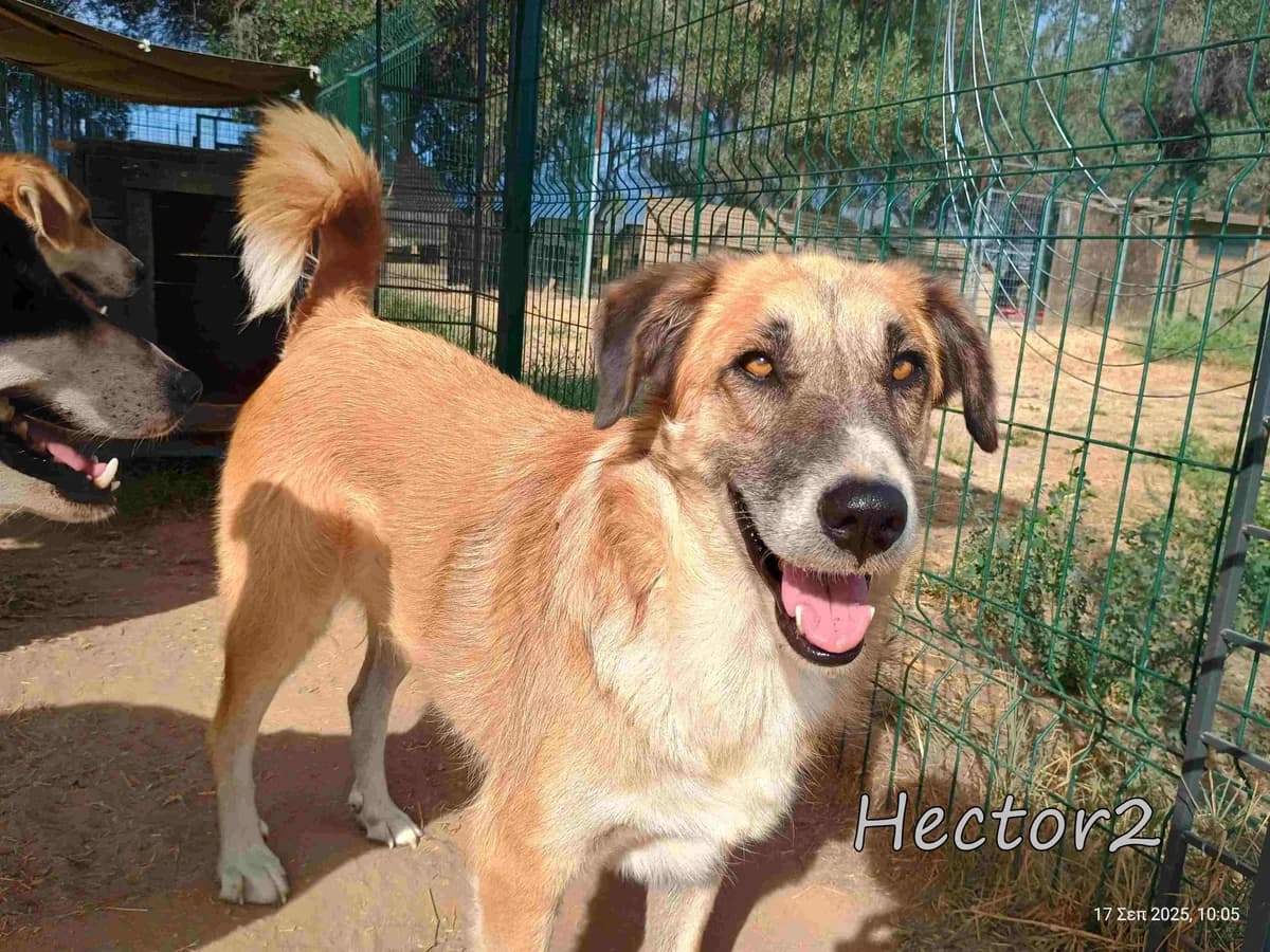 Hector2, male 6yo Mixed Breed for adoption at SOS-Dogs e.V.