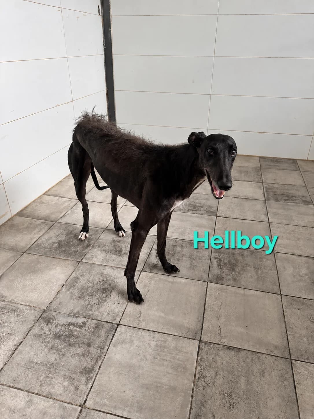 Hellboy, male Galgo Español for adoption at SOS-Dogs e.V.