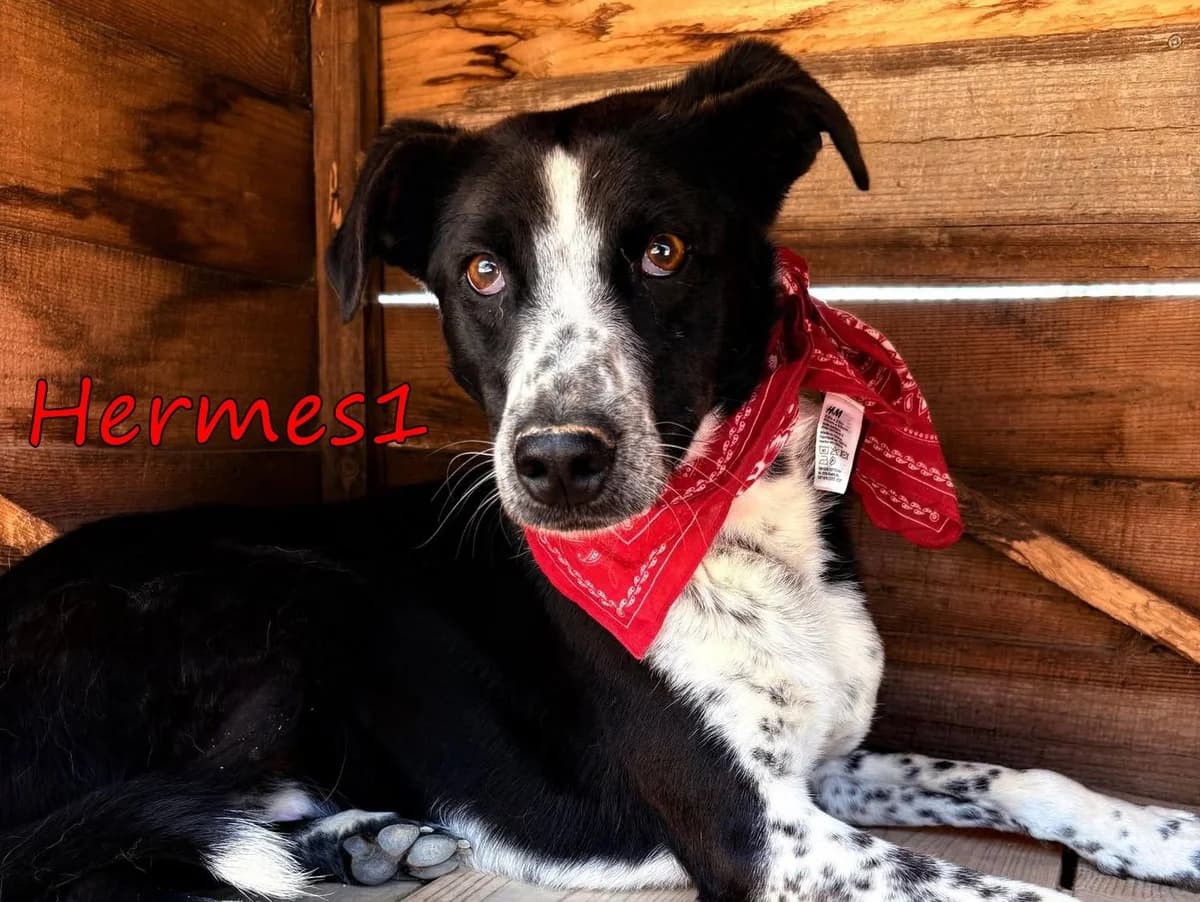 Hermes1, male 3yo Mixed Breed for adoption at SOS-Dogs e.V.