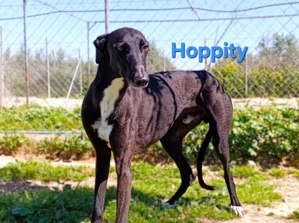 Hoppity, male Galgo Español for adoption at SOS-Dogs e.V.