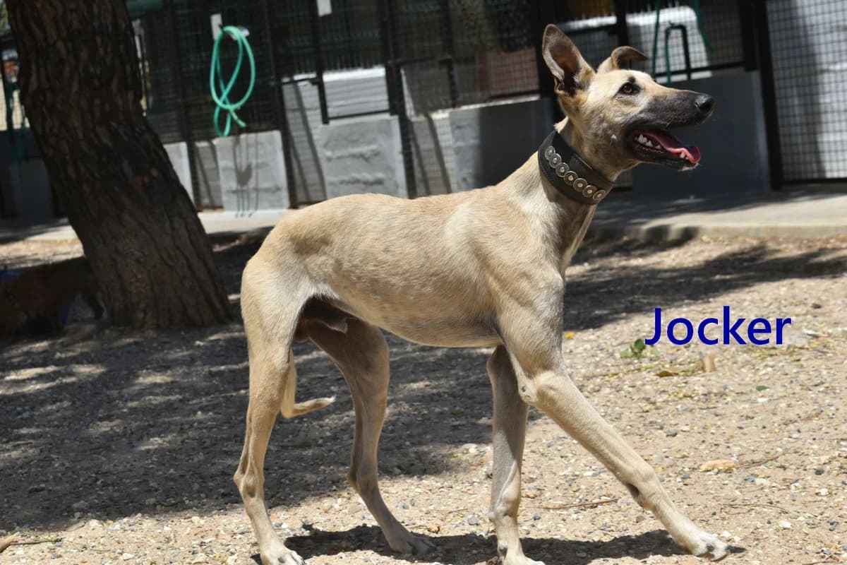 Jocker, male young Galgo Español for adoption at SOS-Dogs e.V.