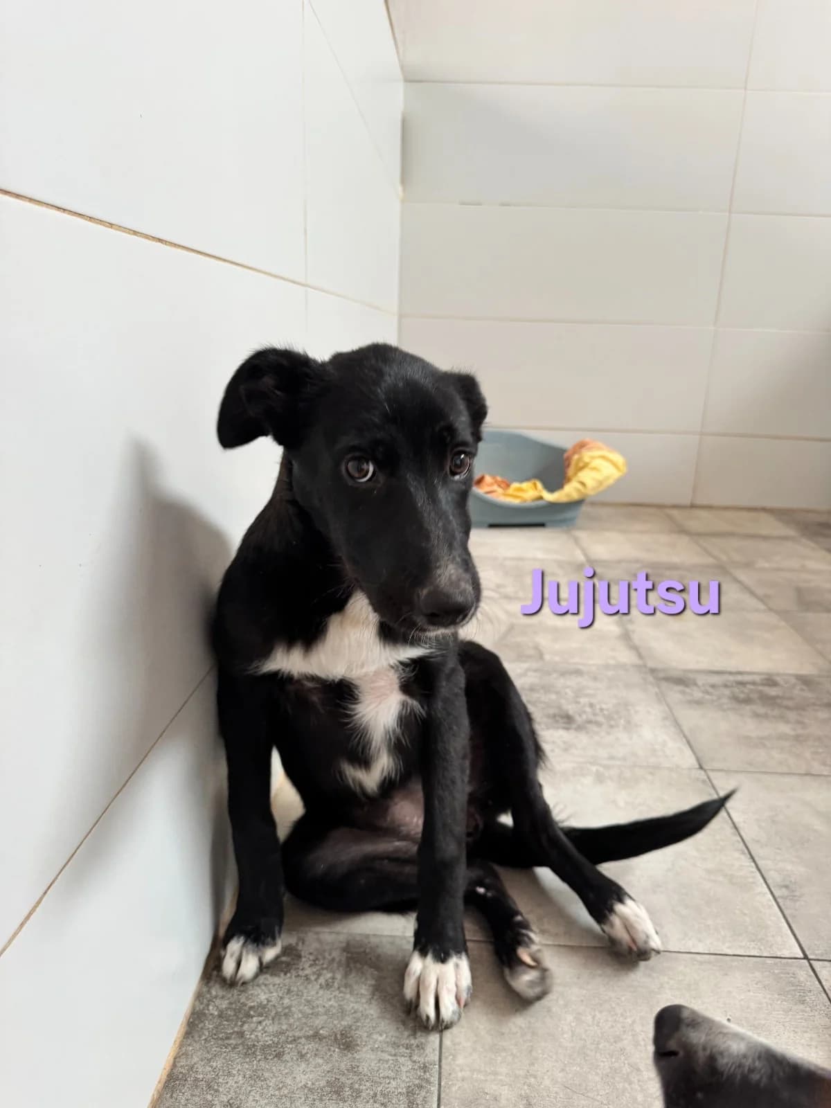 Jujutsu, female Galgo Español for adoption at SOS-Dogs e.V.