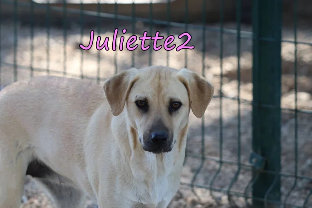 Juliette2, female 4yo Mixed Breed for adoption at SOS-Dogs e.V.