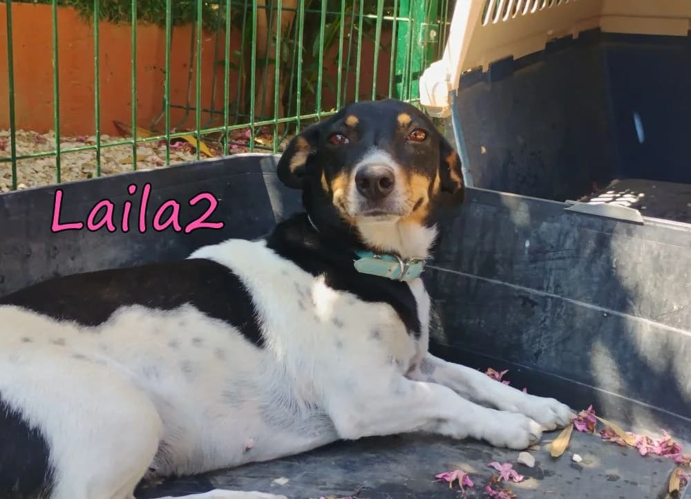 Laila2, female young Mixed Breed for adoption at SOS-Dogs e.V.