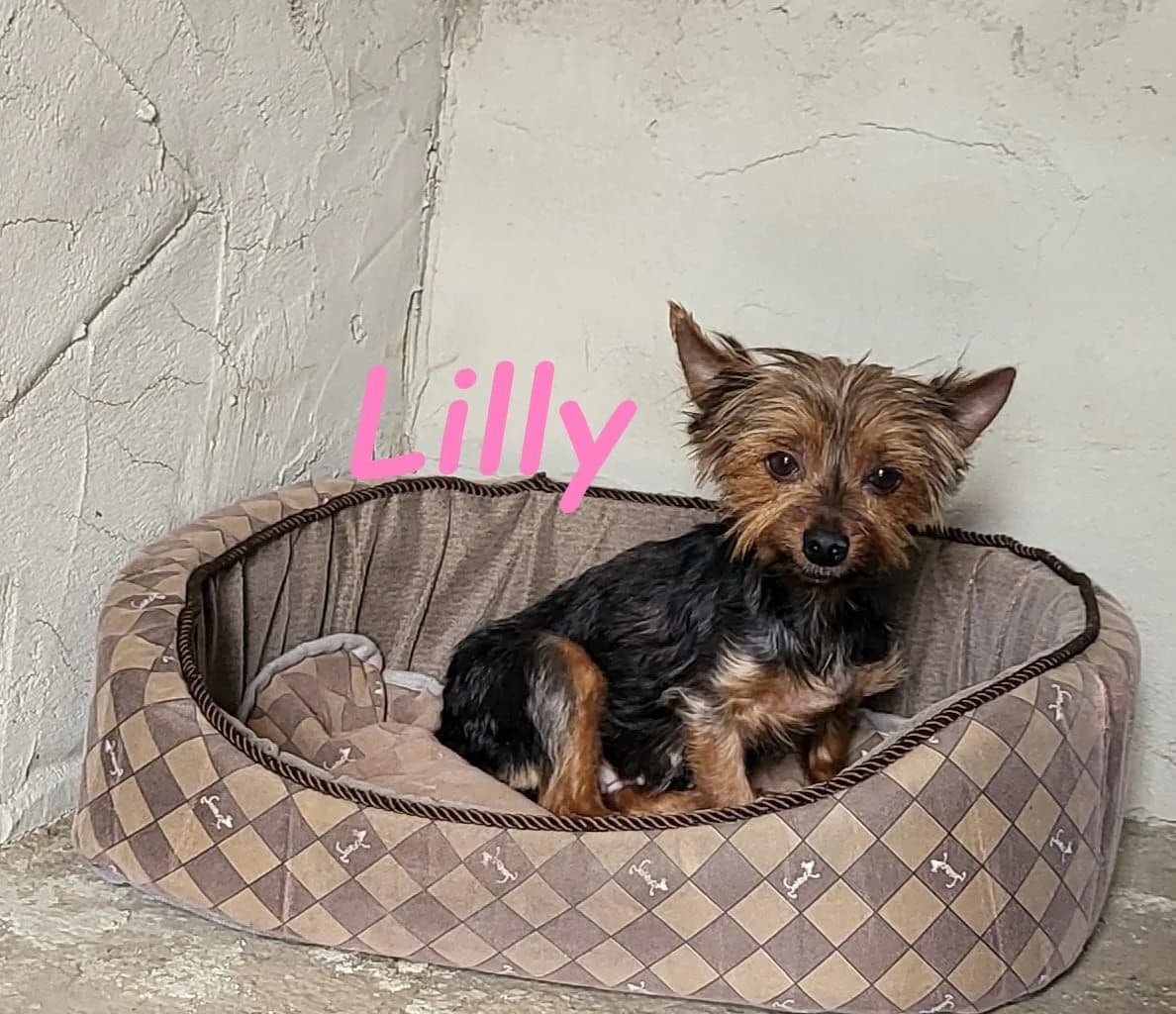 Lilly, female Yorkshire Terrier for adoption at SOS-Dogs e.V.