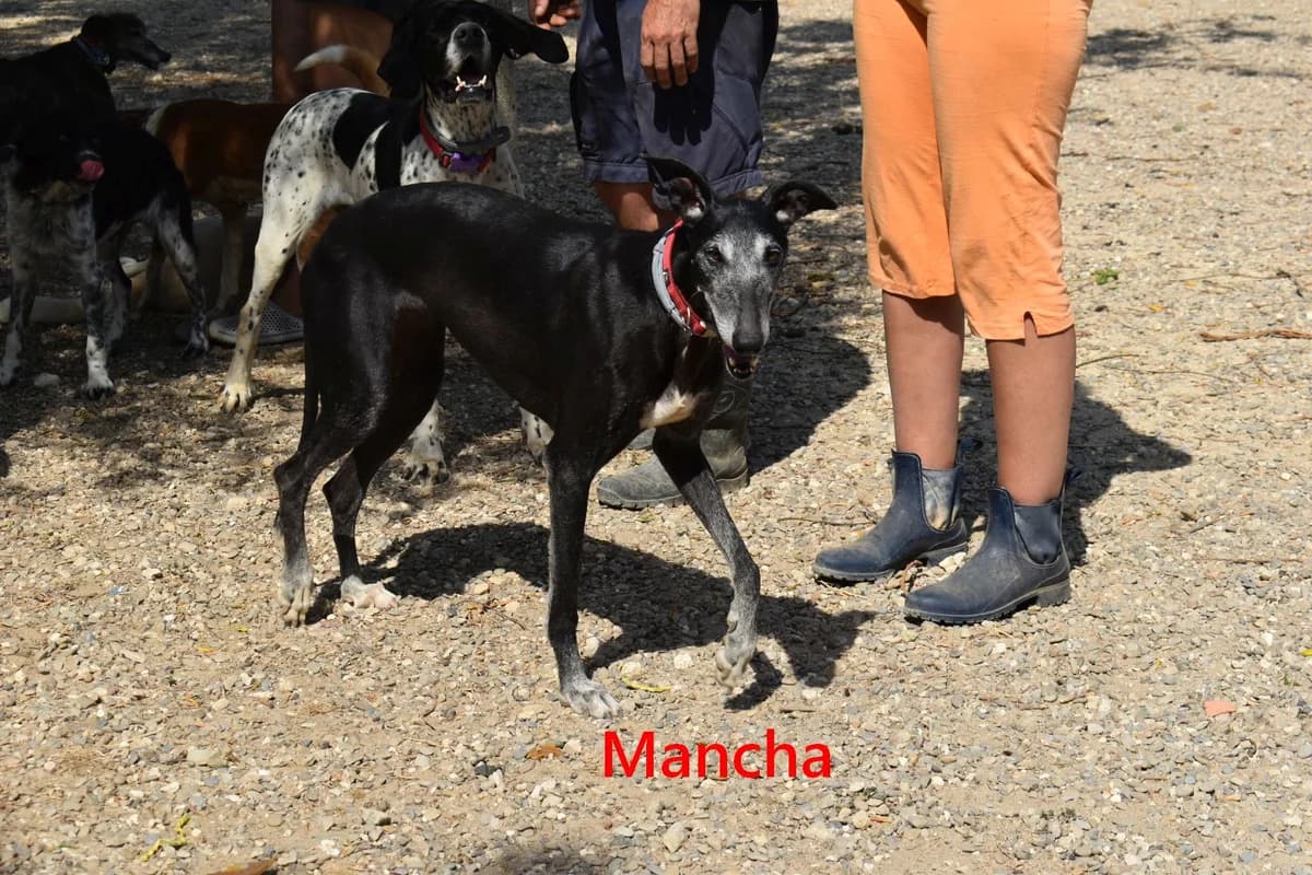 Mancha, female 7yo Galgo Español for adoption at SOS-Dogs e.V.