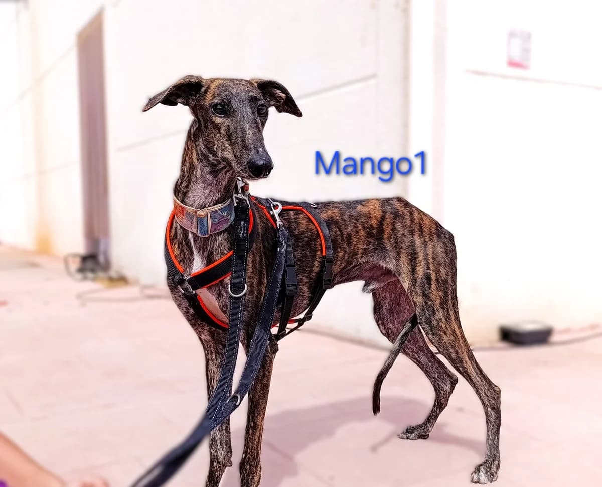 Mango1, male Galgo Español for adoption at SOS-Dogs e.V.