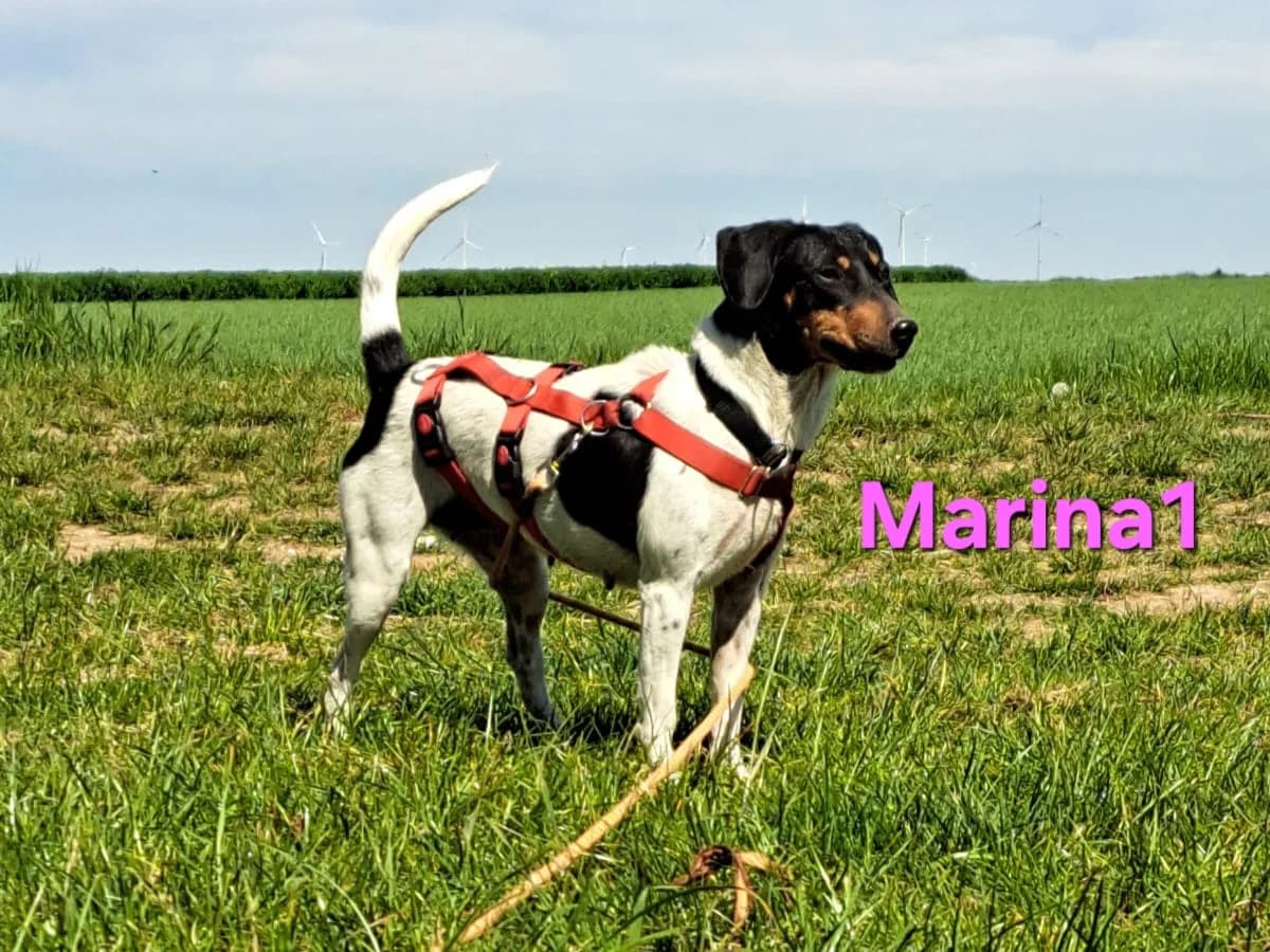 Marina1, female Dachshund for adoption at SOS-Dogs e.V.