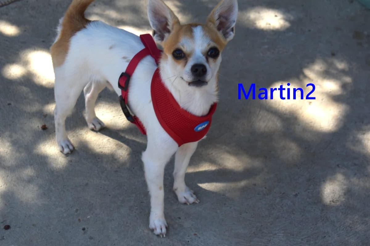 Martin2, male young Chihuahua for adoption at SOS-Dogs e.V.