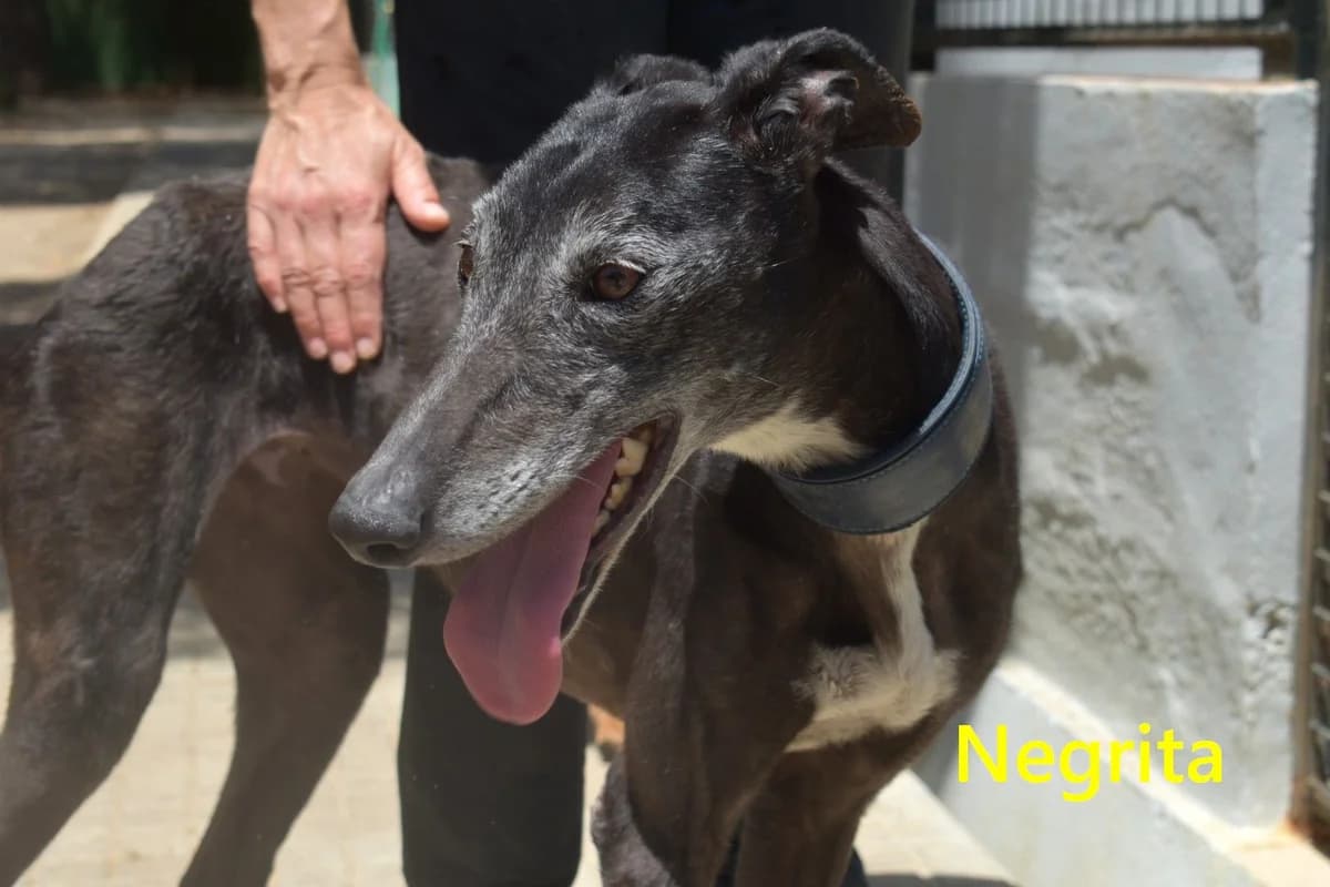 Negrita, female 4yo Galgo Español for adoption at SOS-Dogs e.V.