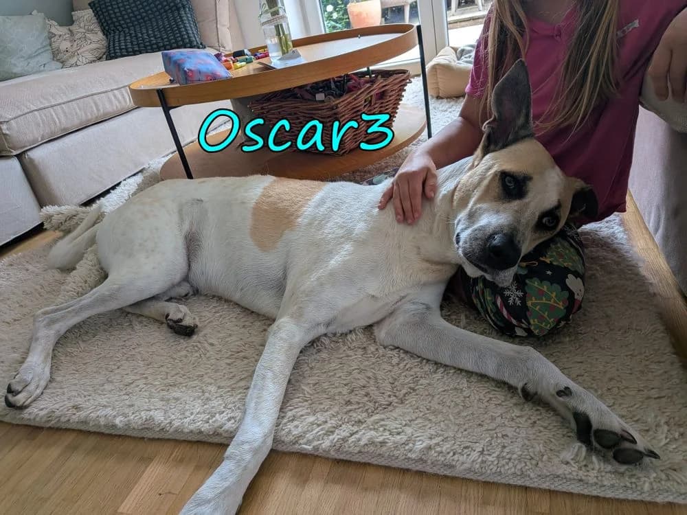 NOTFALL Oscar3, male mixed breed for adoption at SOS-Dogs e.V.