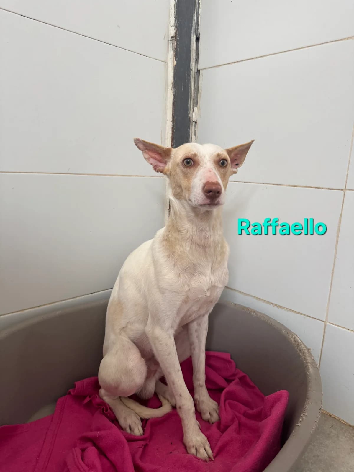 Raffaello, male Podenco for adoption at SOS-Dogs e.V.
