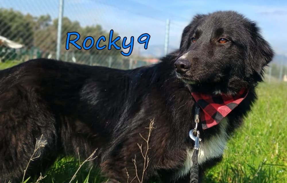 Rocky9, male young Mixed Breed for adoption at SOS-Dogs e.V.