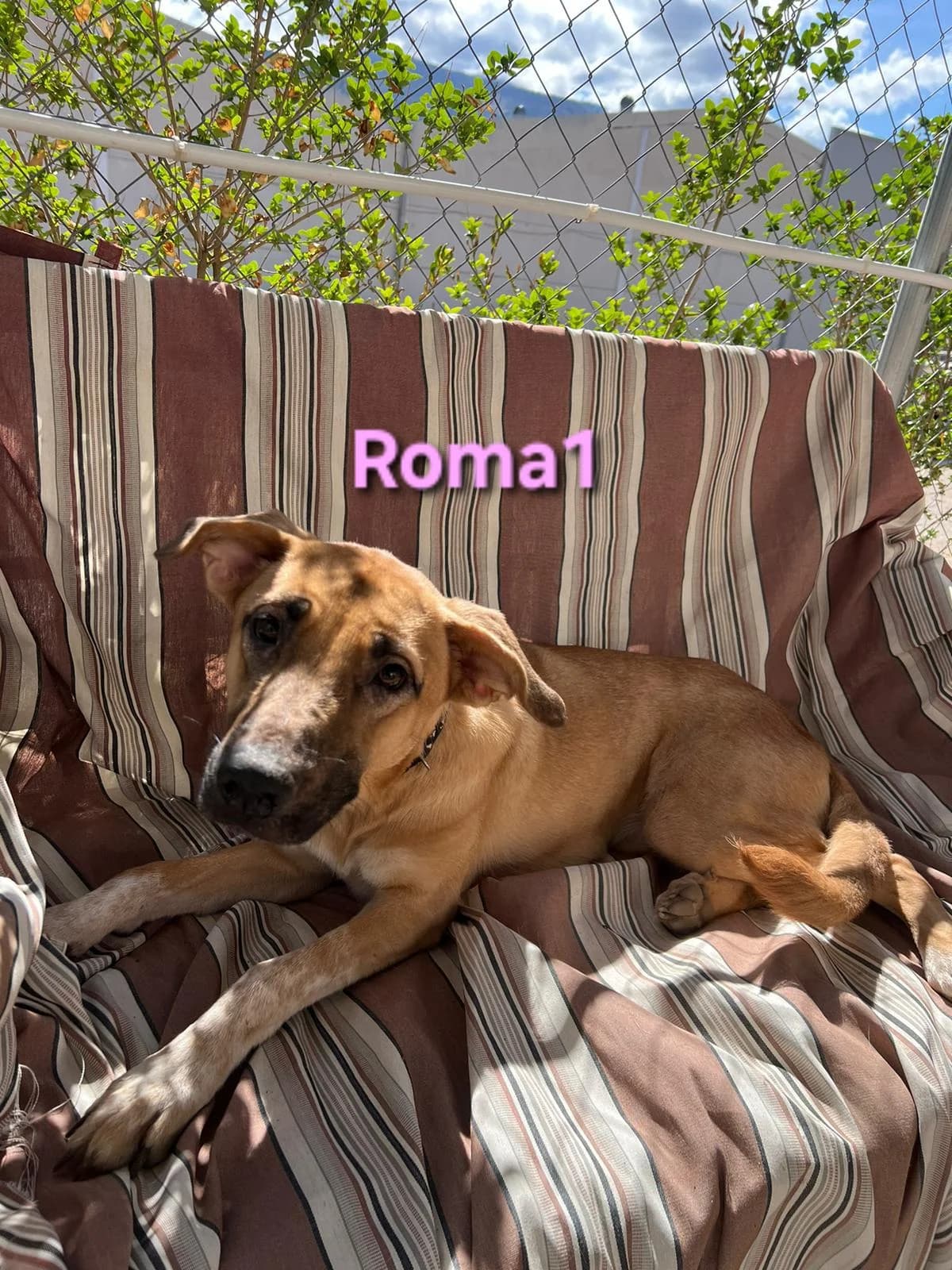 Roma1 (Vermittlungshilfe), female Mixed Breed for adoption at SOS-Dogs e.V.
