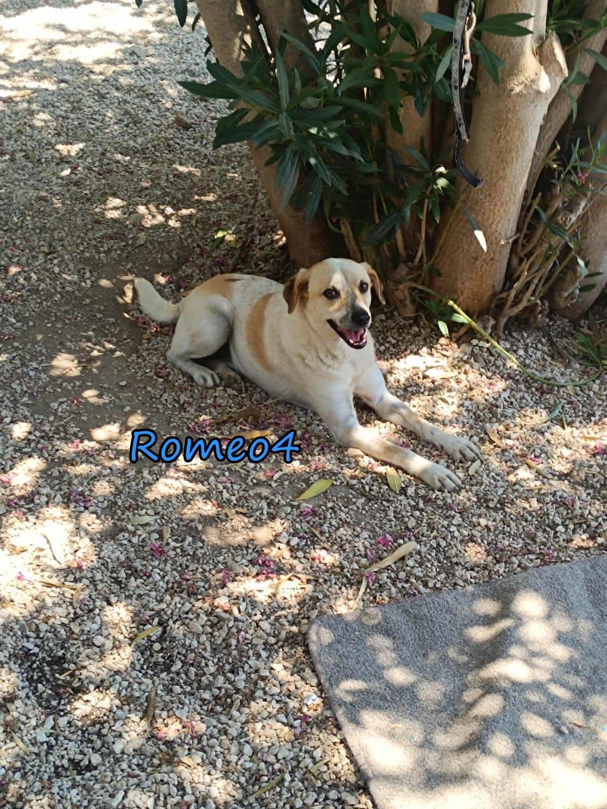 Romeo4, male Mixed Breed for adoption at SOS-Dogs e.V.