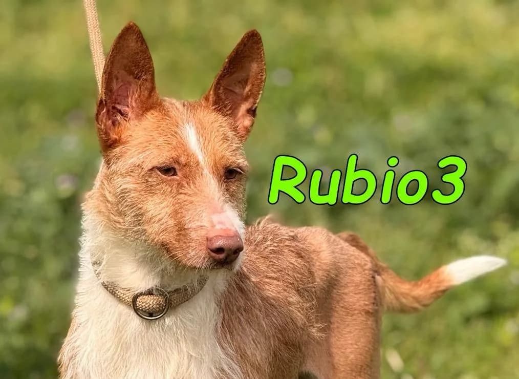 Rubio3, male Podenco for adoption at SOS-Dogs e.V.