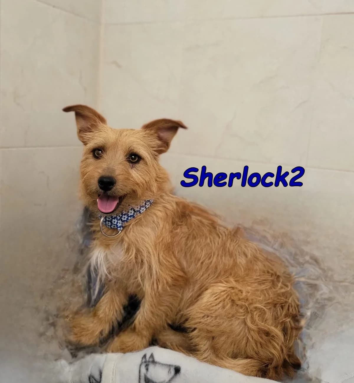 Sherlock2, male Yorkshire Terrier for adoption at SOS-Dogs e.V.