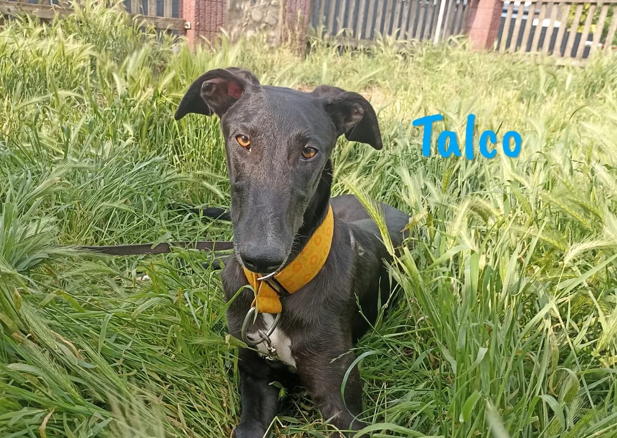 Talco, male young Galgo Español for adoption at SOS-Dogs e.V.