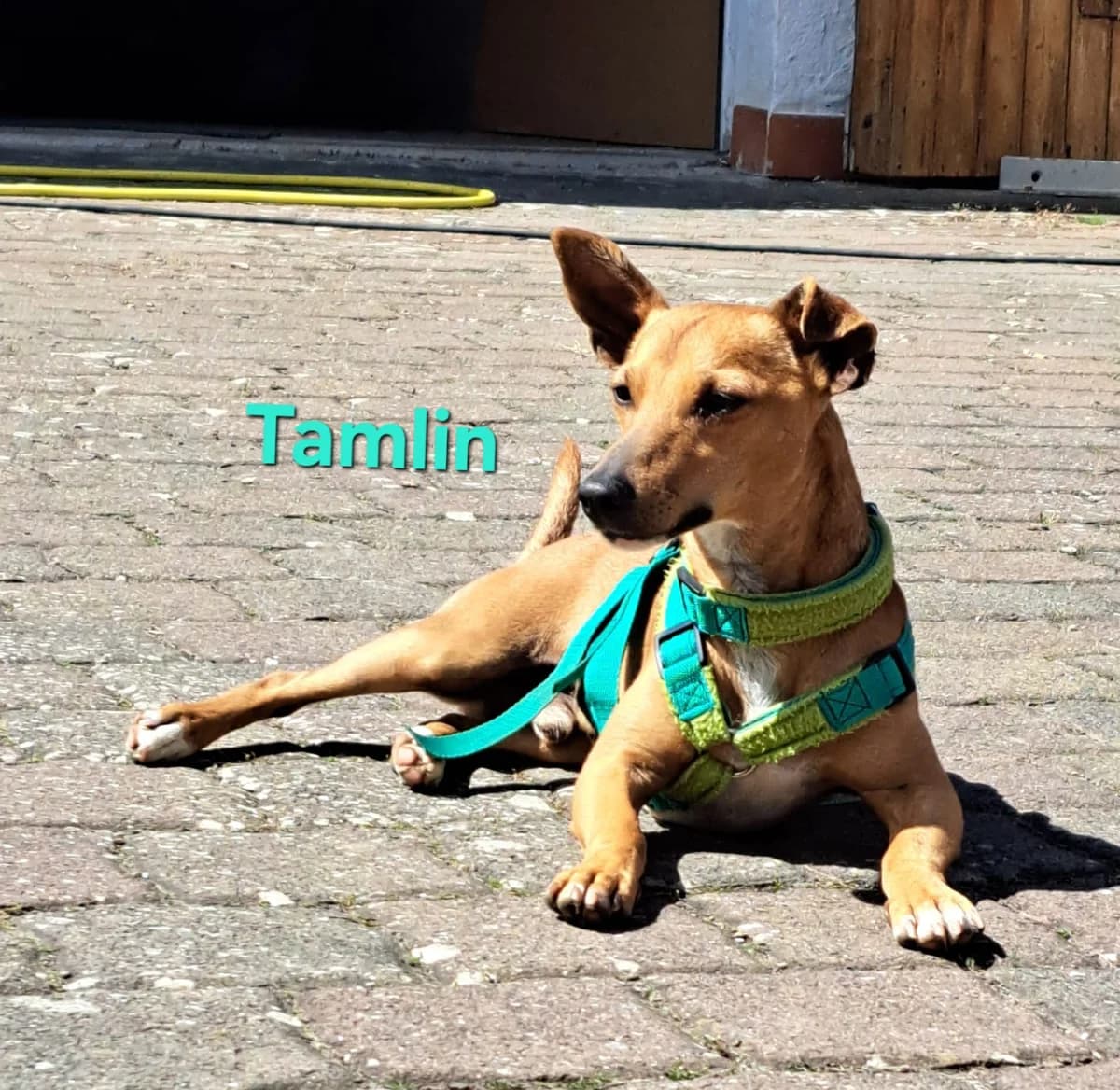 Tamlin, male Podenco for adoption at SOS-Dogs e.V.